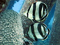 Bonaire-Curacao