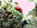 Frogfish Hurghada